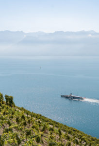 Vignoble des vins Testuz signature, dans le Lavaux.