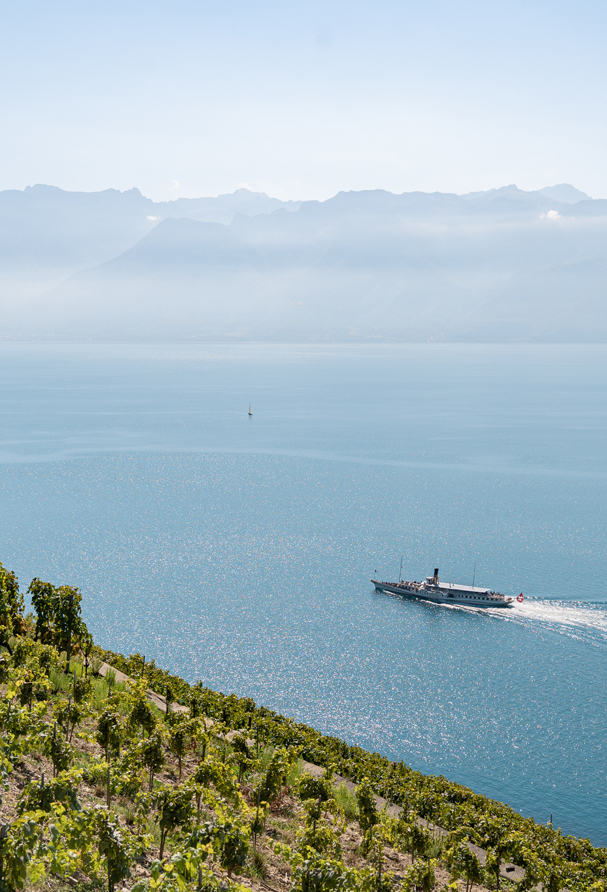 Vignoble des vins Testuz signature, dans le Lavaux.