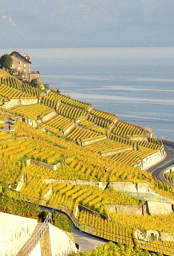 Vignobles des vins Testuz Coup de l'Etrier.