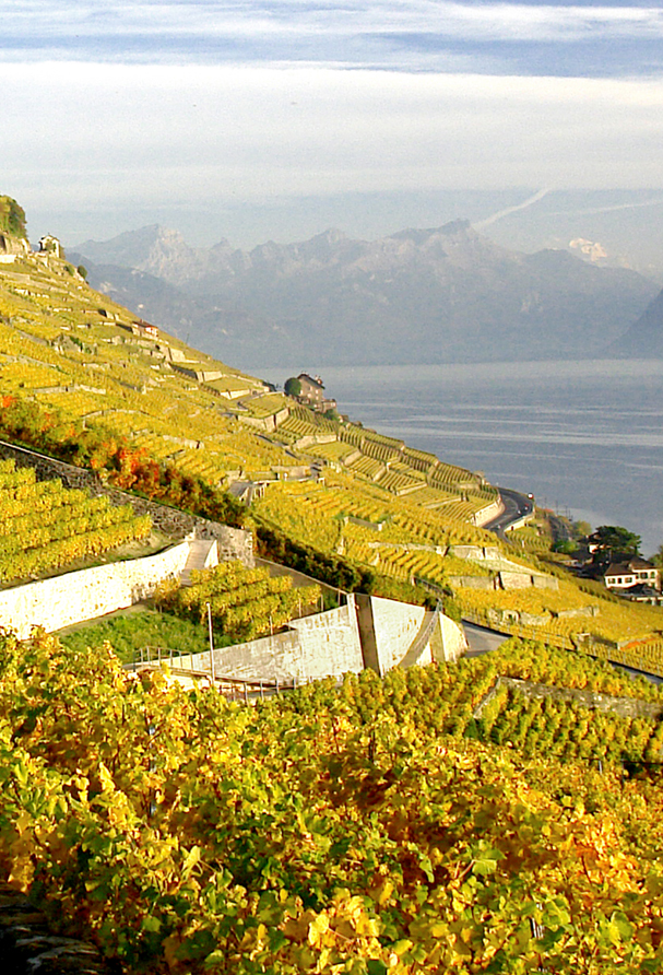 Vignoble vertigineux de Lavaux, plongeant sur le lac Léman.