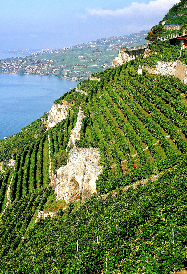 Les vignobles de Testuz dans le Lavaux